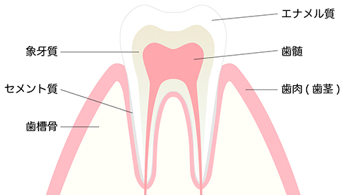 歯の断面構造